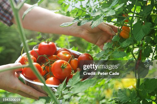 Tomato picking Tomato picking