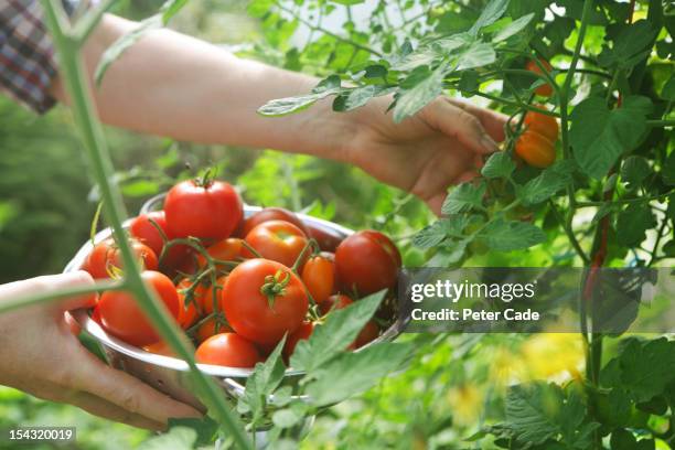 tomato picking - tomate - fotografias e filmes do acervo