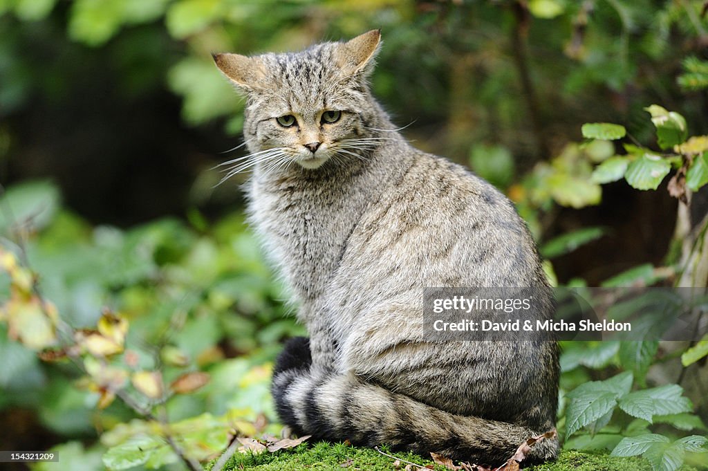 Wildcat (Felis silvestris) sitting