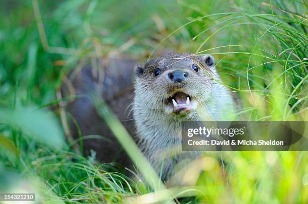 european otter (lutra lutra) in grass - river otter fotografías e imágenes de stock