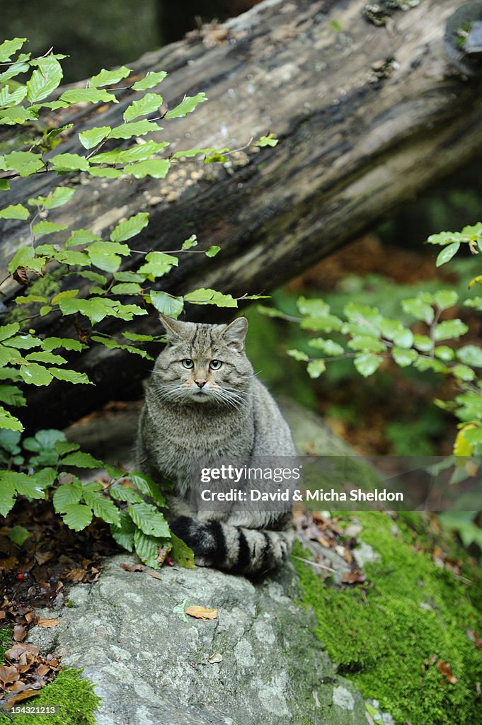 Wildcat (Felis silvestris) sitting