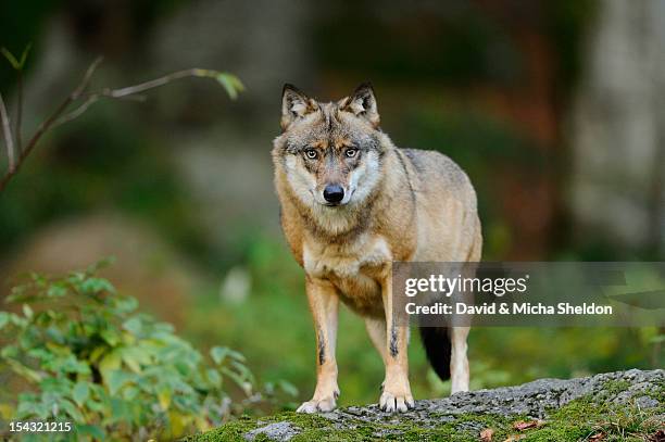 eurasian wolf (canis lupus lupus) standing - canis lupus lupus stock pictures, royalty-free photos & images