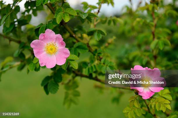 Pink German Rose Photos and Premium High Res Pictures - Getty Images