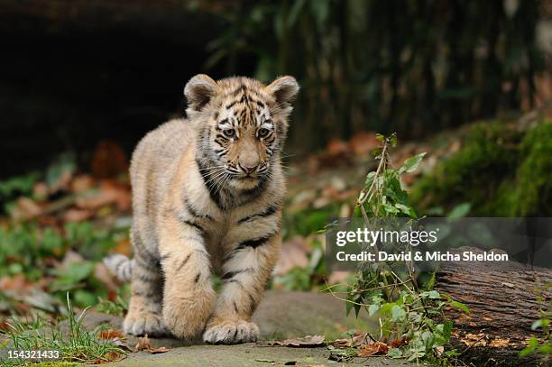 young siberian tiger (panthera tigris altaica) walking - siberian tiger stock pictures, royalty-free photos & images