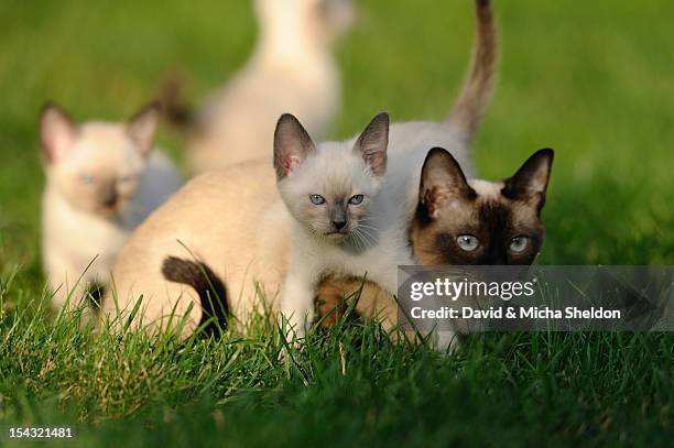 young siamese cats in grass - siamese cat stockfoto's en -beelden