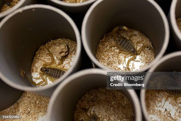 Collection of Deathstalker scorpions are seen in jars at the Latoxan SAS laboratory before the scorpion's venom is extracted at the company's unit in...