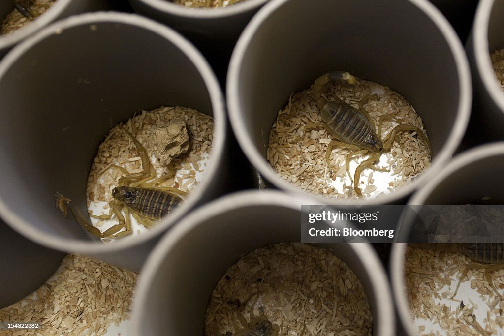 Snake Venom Production At Latoxan SAS Laboratory