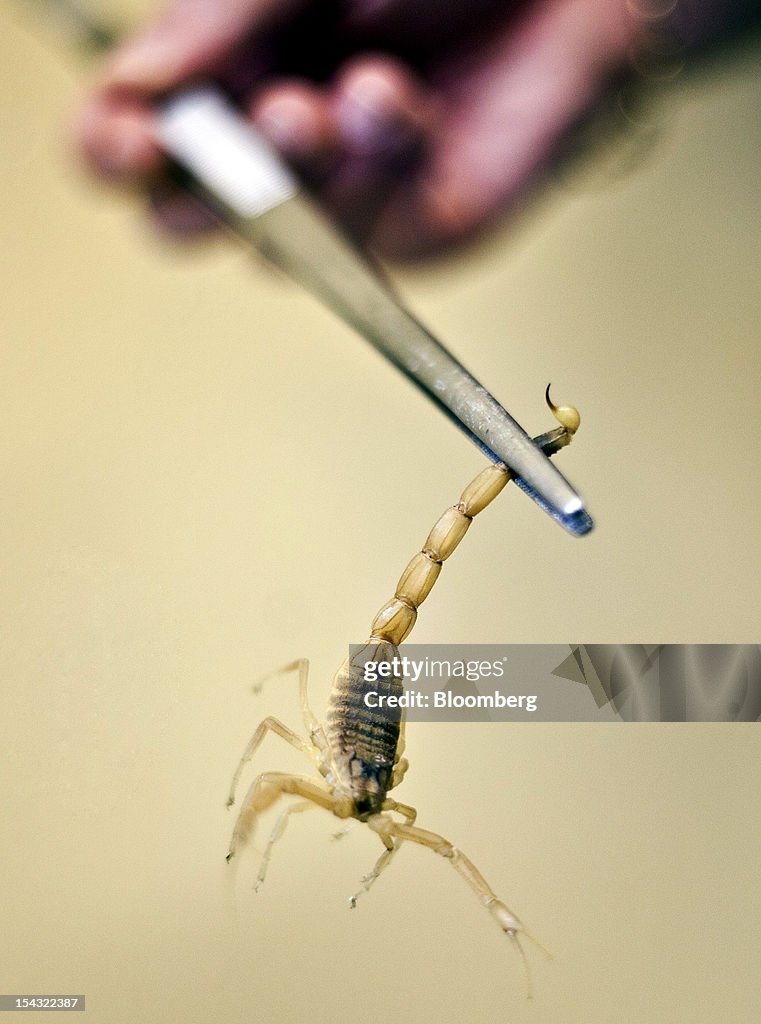 Snake Venom Production At Latoxan SAS Laboratory