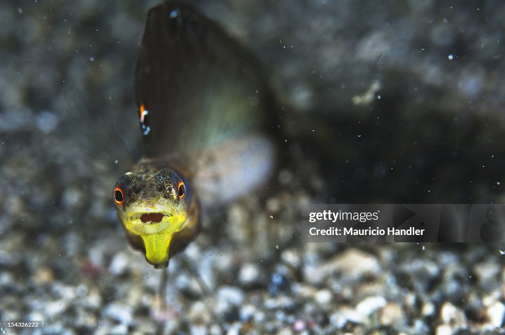 A bluethroat pikeblenny with sail extended comes out of its burrow.