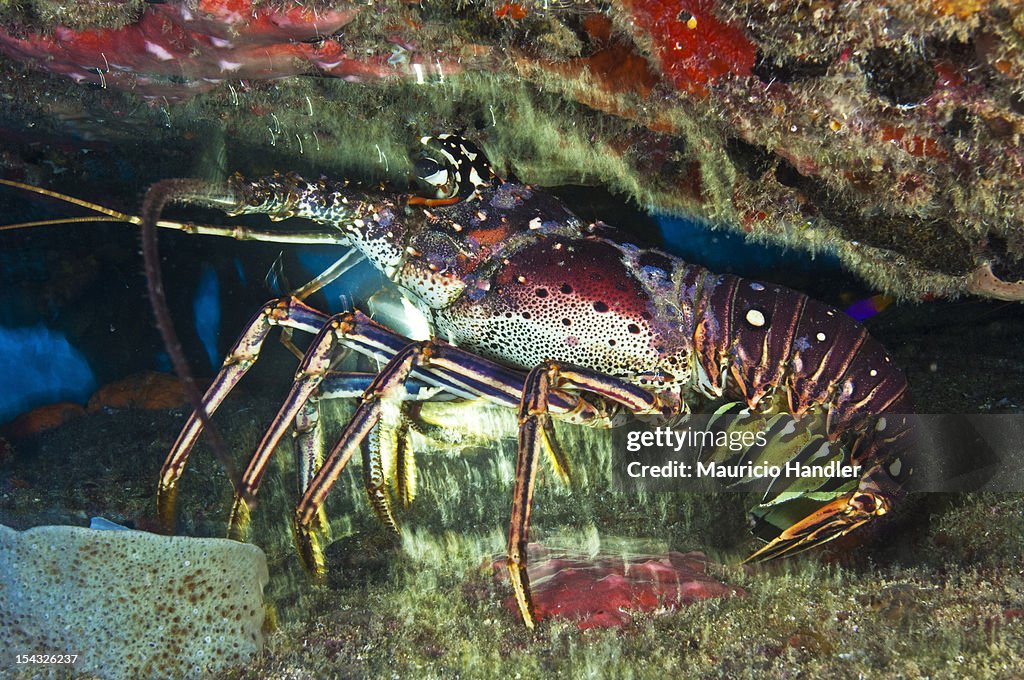 Caribbean lobsters hide under a coral ledge.