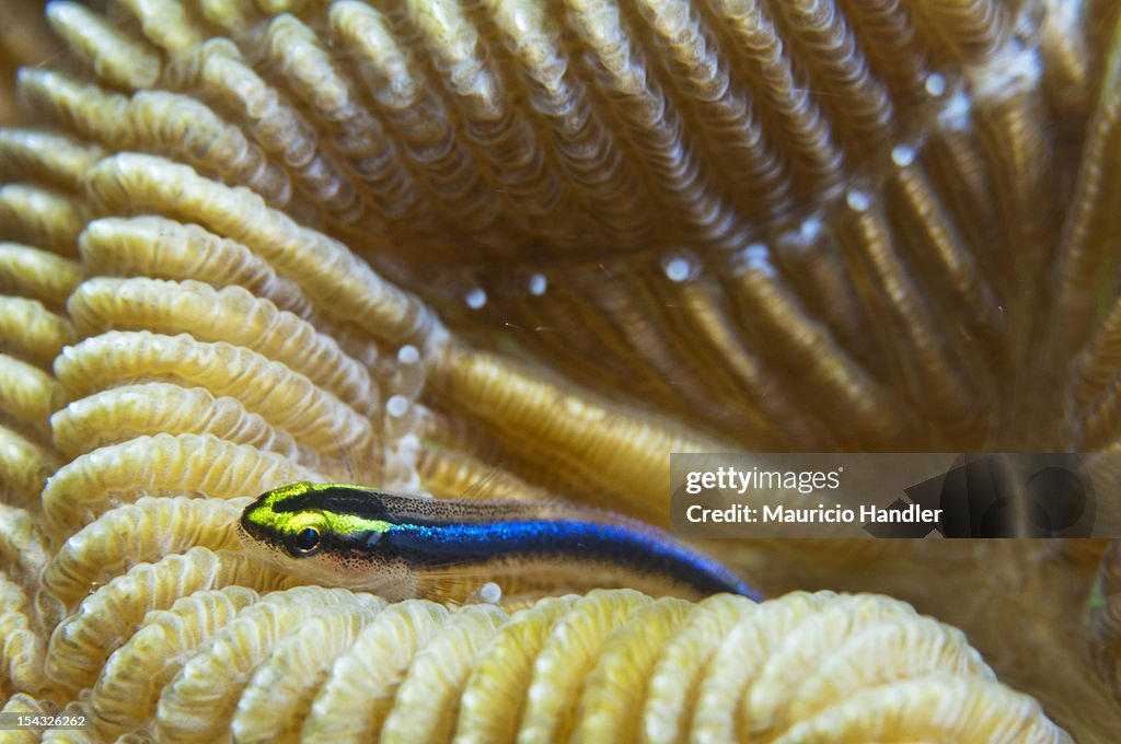 A sharknose goby on a coral ledge.