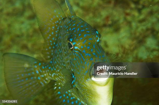 a gray triggerfish over a reef off fort lauderdale. - grey triggerfish ストックフォトと画像