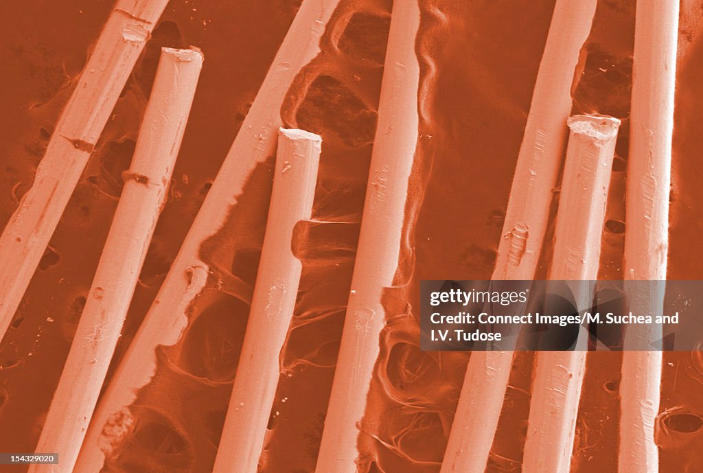 SEM Micrograph of copper wires on conductive carbon paste
