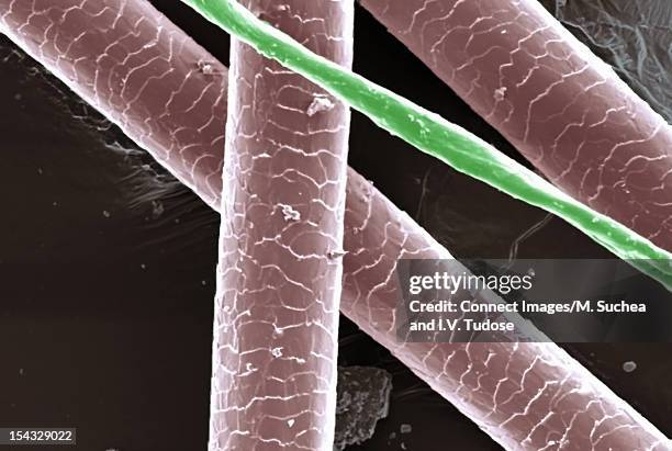 sem micrograph of human hair and cotton - micrografía electrónica escaneadora fotografías e imágenes de stock