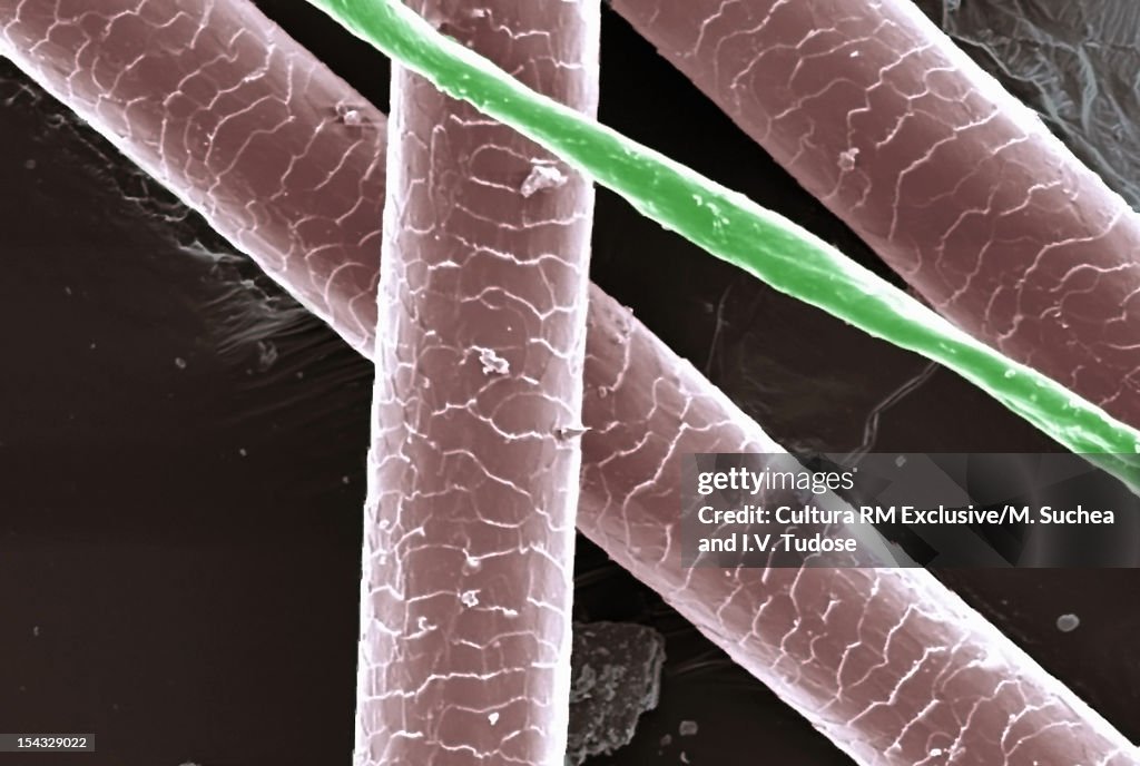 SEM Micrograph of human hair and cotton