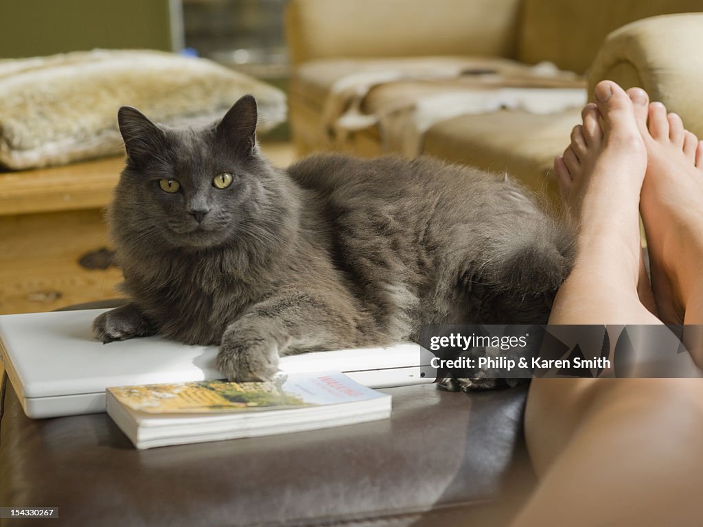 Canada, Alberta, Girl's bare feet and cat lying on laptop