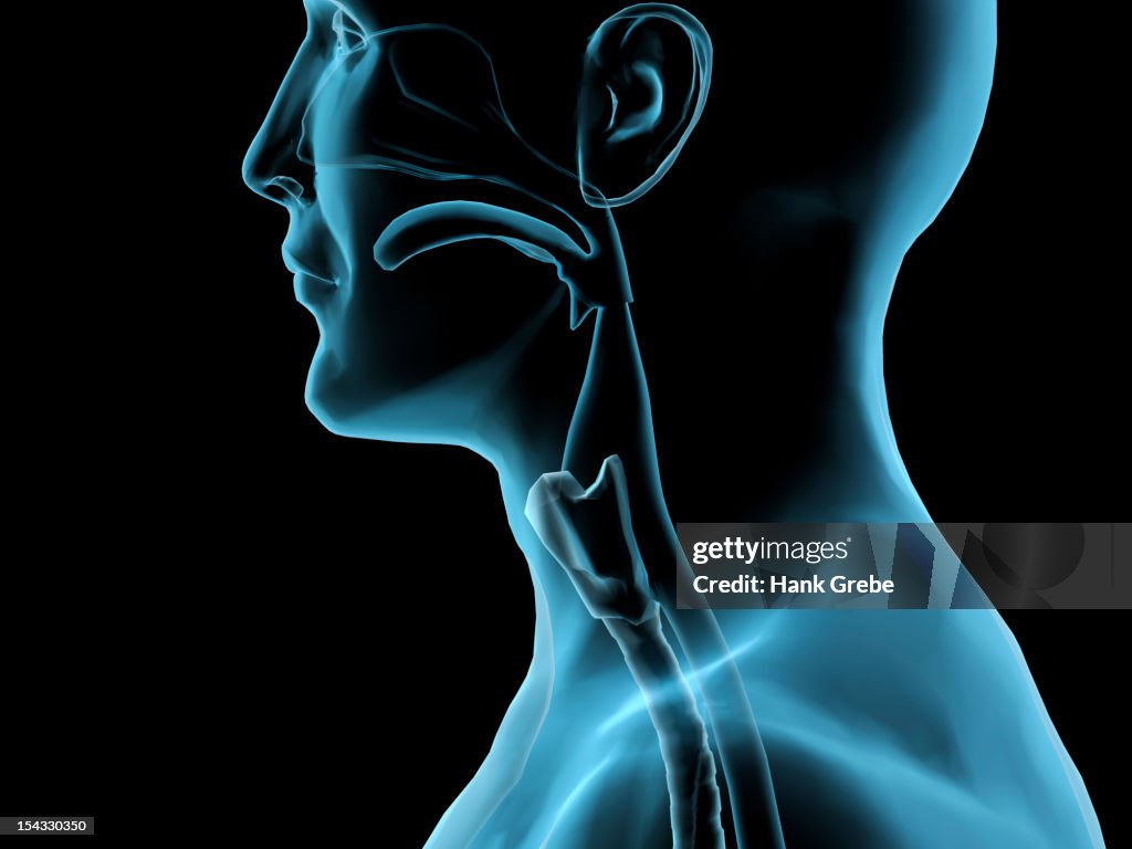 Sore throat, side x-ray, Hank Grebe, (b.20th C./American), Computer graphics