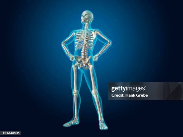 ilustraciones, imágenes clip art, dibujos animados e iconos de stock de x-ray view of a human skeleton posing - radio hueso del brazo