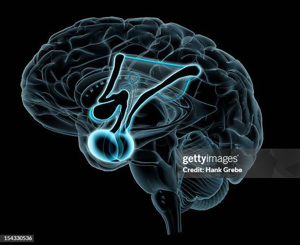 side view of blue x-ray brain with enlarged highlighted view of the hypothalamic-pituitary-adrenal axis, faded brain in background - x ray highlighted stock pictures, royalty-free photos & images