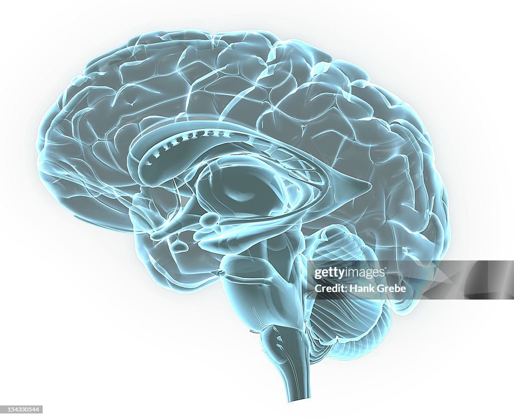 Blue X-ray image of human brain anatomy, 3-D sagittal section (side view, cross section) of human brain and its parts