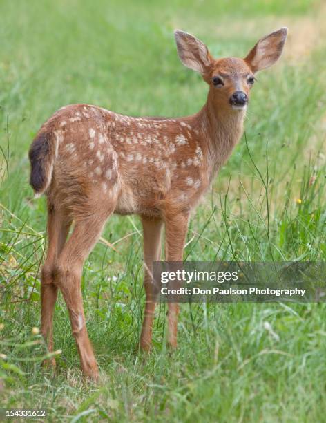 Fawn Of Blacktail Deer Standing In Grass, Foto de stock