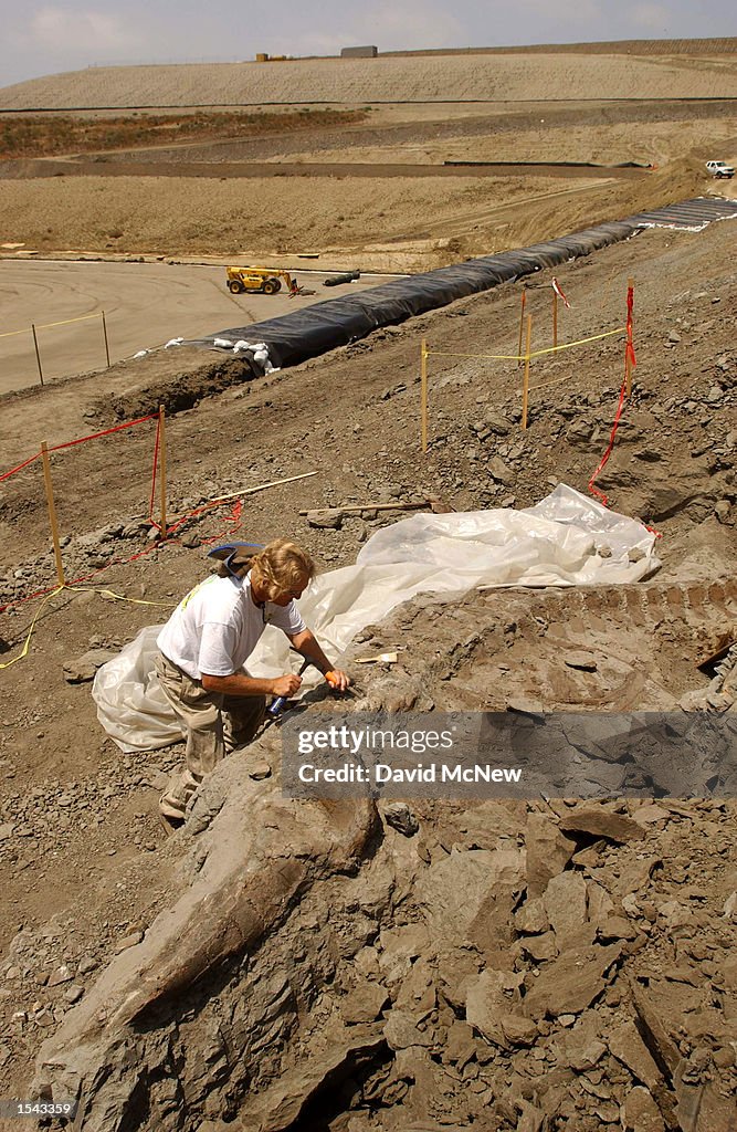 5 Million-Year-Old Whale Found in Landfill