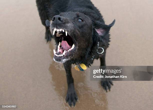 black labrador dog prepares to bite. - morder imagens e fotografias de stock