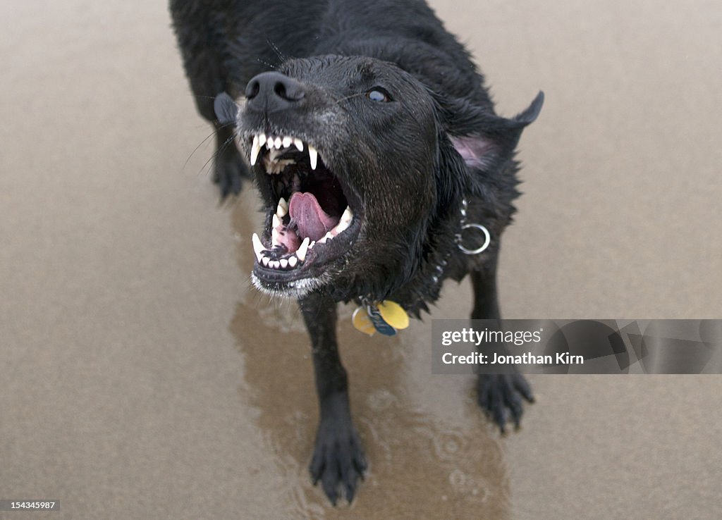 Black Labrador dog prepares to bite.