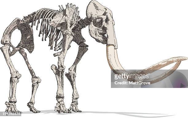 mammoth skeleton - mammal fossil stock illustrations
