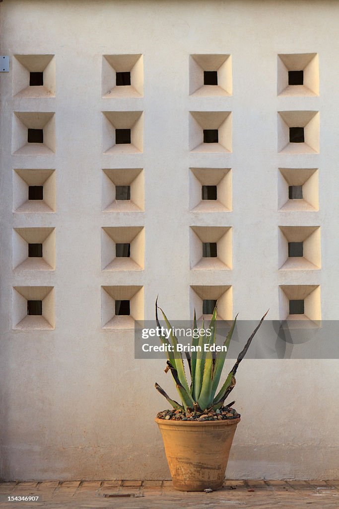 A cactus in a terra cotta pot with modern wall