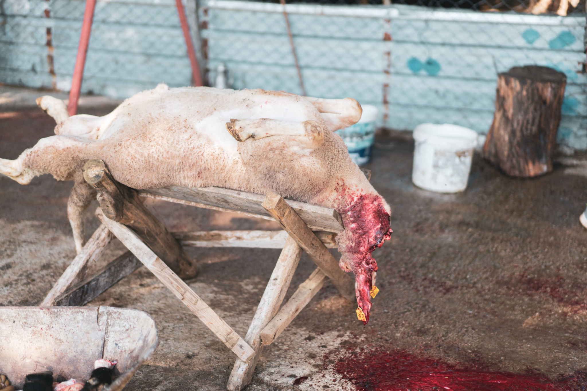 prayer animal slaughter