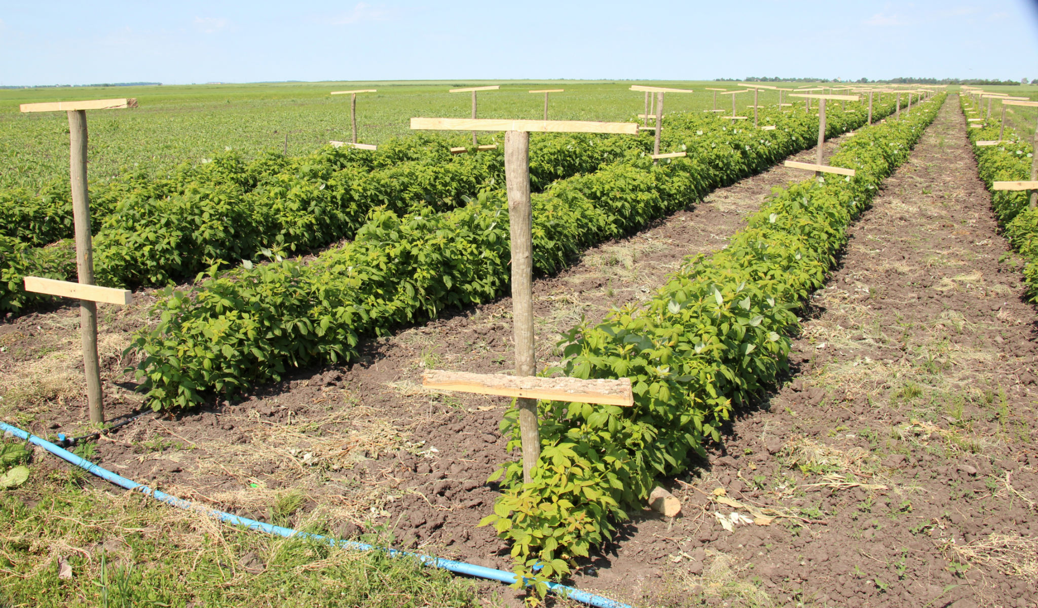 staking yield farming