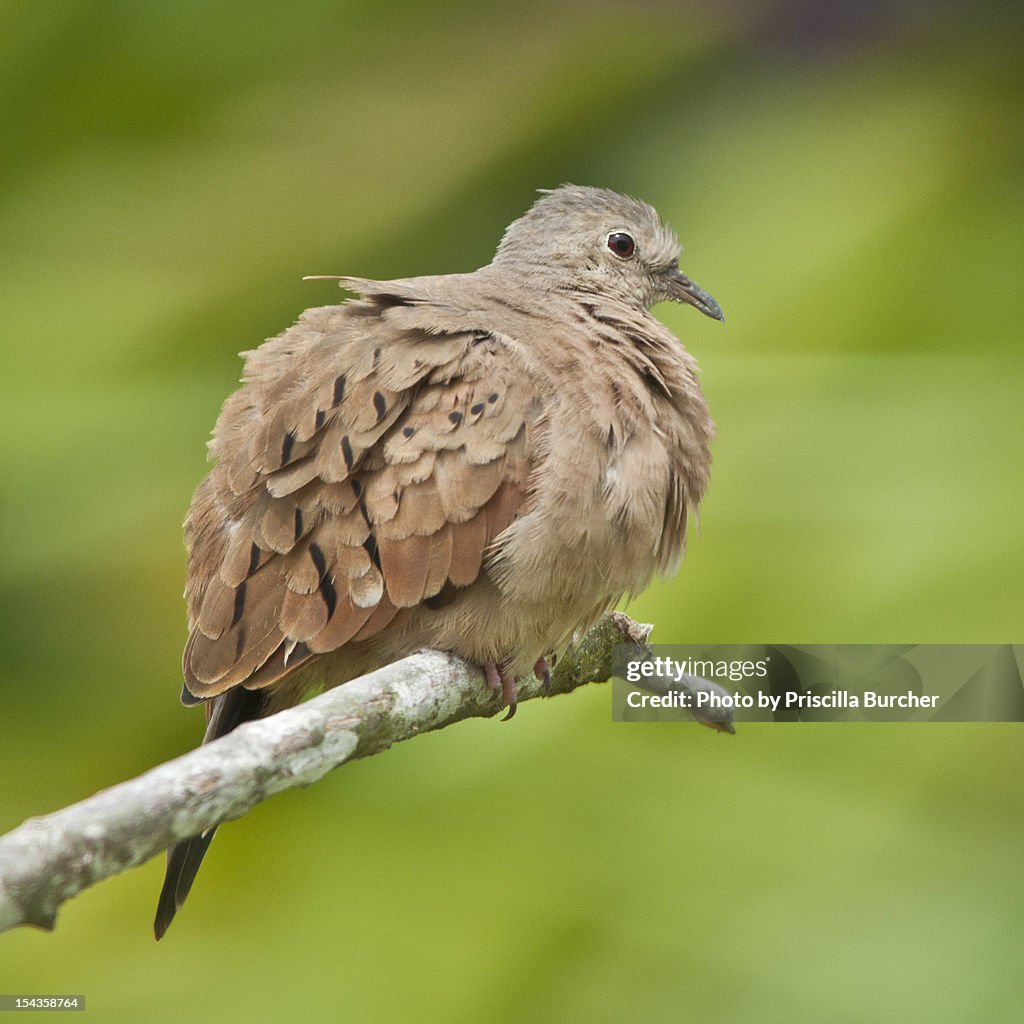 Ruddy ground dove