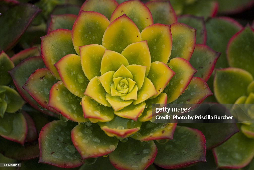 Aeonium haworthii kiwi