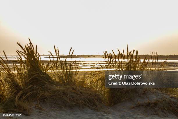 a marram grass against a sea coastline on a golden hour - marram grass stock pictures, royalty-free photos & images