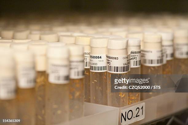drosophila melanogaster laboratory - fruit flies stock pictures, royalty-free photos & images