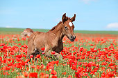 Arabian foal