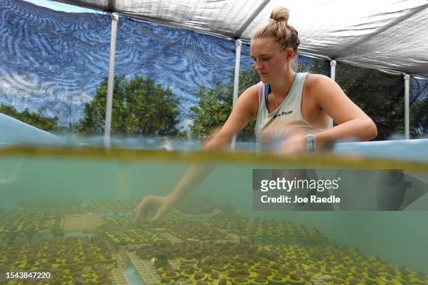 Chloe Spring, a coral restoration technician, works on the coral being grown in a tank at the Plant a Million Corals Foundation farm on July 14, 2023...