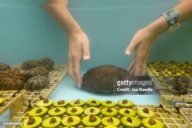 Chloe Spring, a coral restoration technician, works with brain coral being grown in a tank at the Plant a Million Corals Foundation farm on July 14,...