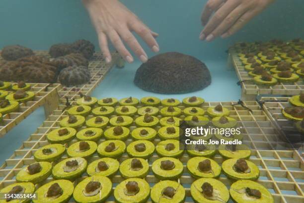 Chloe Spring, a coral restoration technician, works with brain coral being grown in a tank at the Plant a Million Corals Foundation farm on July 14,...