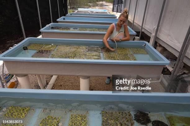 Chloe Spring, a coral restoration technician, works with coral being grown in a tank at the Plant a Million Corals Foundation farm on July 14, 2023...