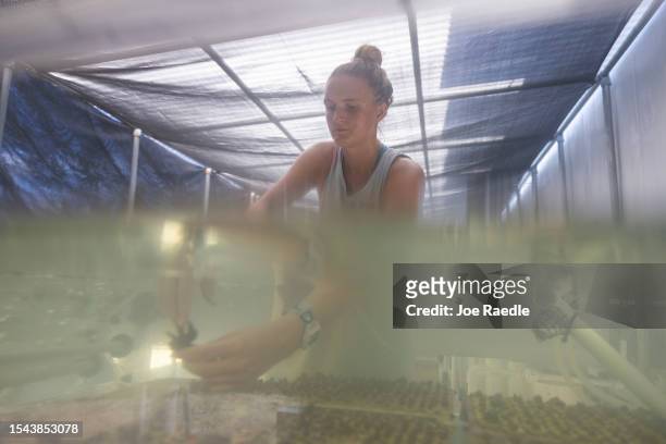 Chloe Spring, a coral restoration technician, works with coral being grown in a tank at the Plant a Million Corals Foundation farm on July 14, 2023...