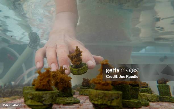 Chloe Spring, a coral restoration technician, works with staghorn coral grown in a tank at the Plant a Million Corals Foundation farm on July 14,...