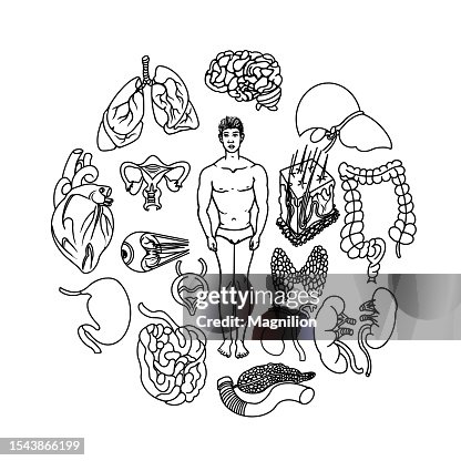 Human Organs Doodle Set, Circle Composition Human Organs Doodle Set, Circle Composition