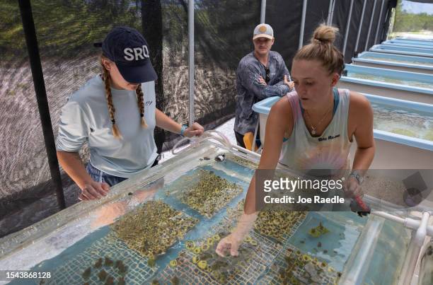 Izabela Burns, an intern, Logan Marion, a coral restoration technician, and Chloe Spring, a coral restoration technician, work with coral grown in a...
