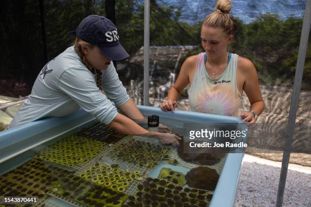 Izabela Burns, an intern, and Chloe Spring, a coral restoration technician, work with brain coral grown in a tank at the Plant a Million Corals...