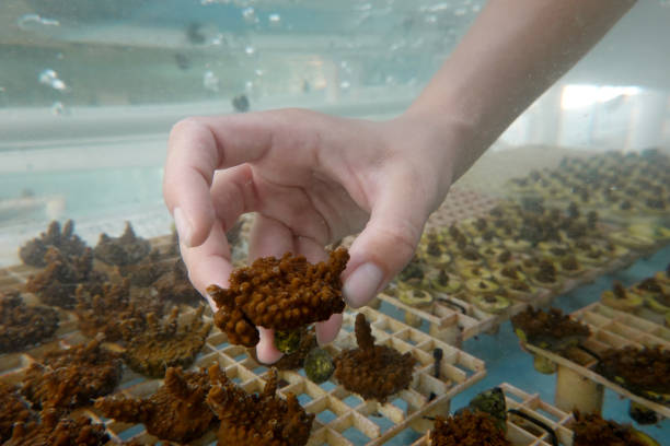 FL: Amid Climate Change, Florida Scientist Works To Grow Heat-Resistant Coral
