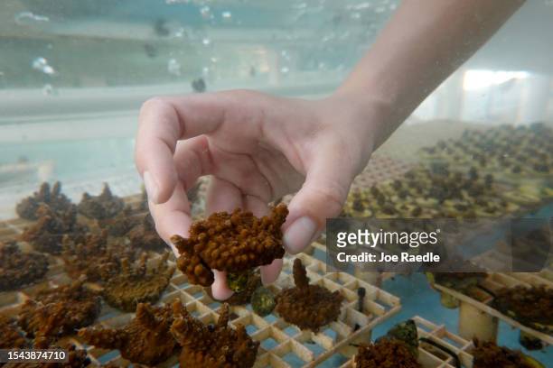Chloe Spring, a coral restoration technician, holds a piece of staghorn coral grown in a tank at the Plant a Million Corals Foundation farm on July...