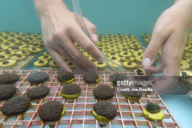 Chloe Spring, a coral restoration technician, uses a tube to clean out a container holding brain coral in a tank at the Plant a Million Corals...