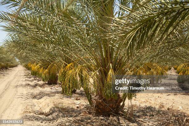 date palm trees laden with clusters of immature dates. - fruit laden trees stock pictures, royalty-free photos & images